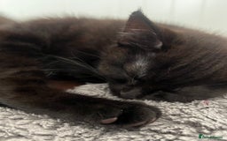 Mixed Breed cats for sale: Kittens  - Image 3