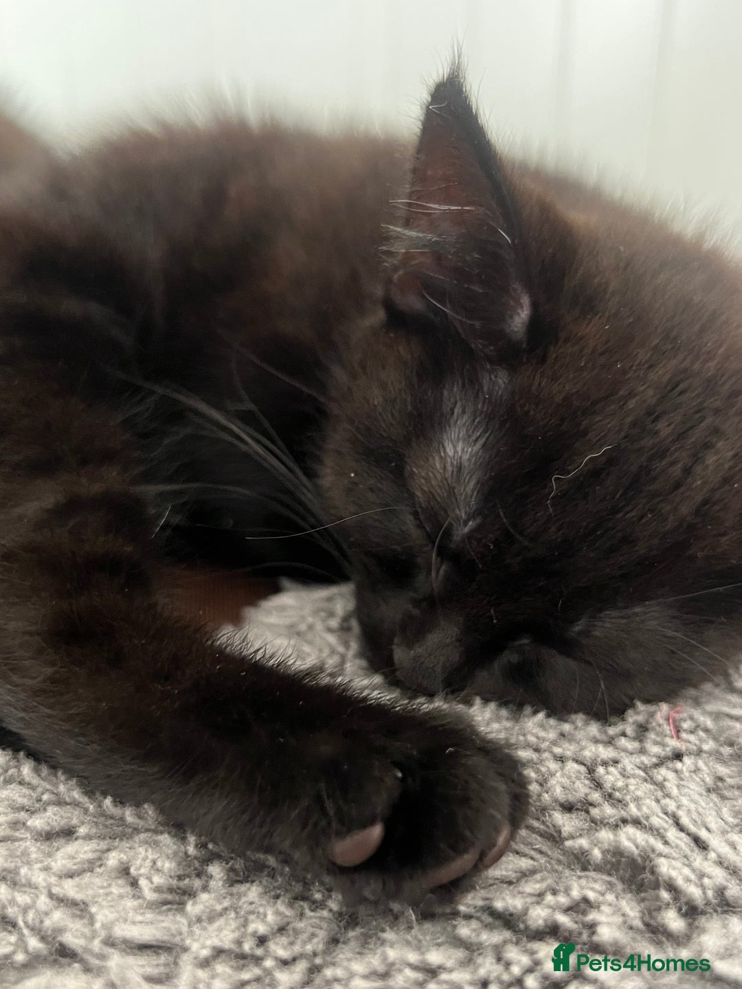 Mixed Breed cats for sale: Kittens  - Image 3