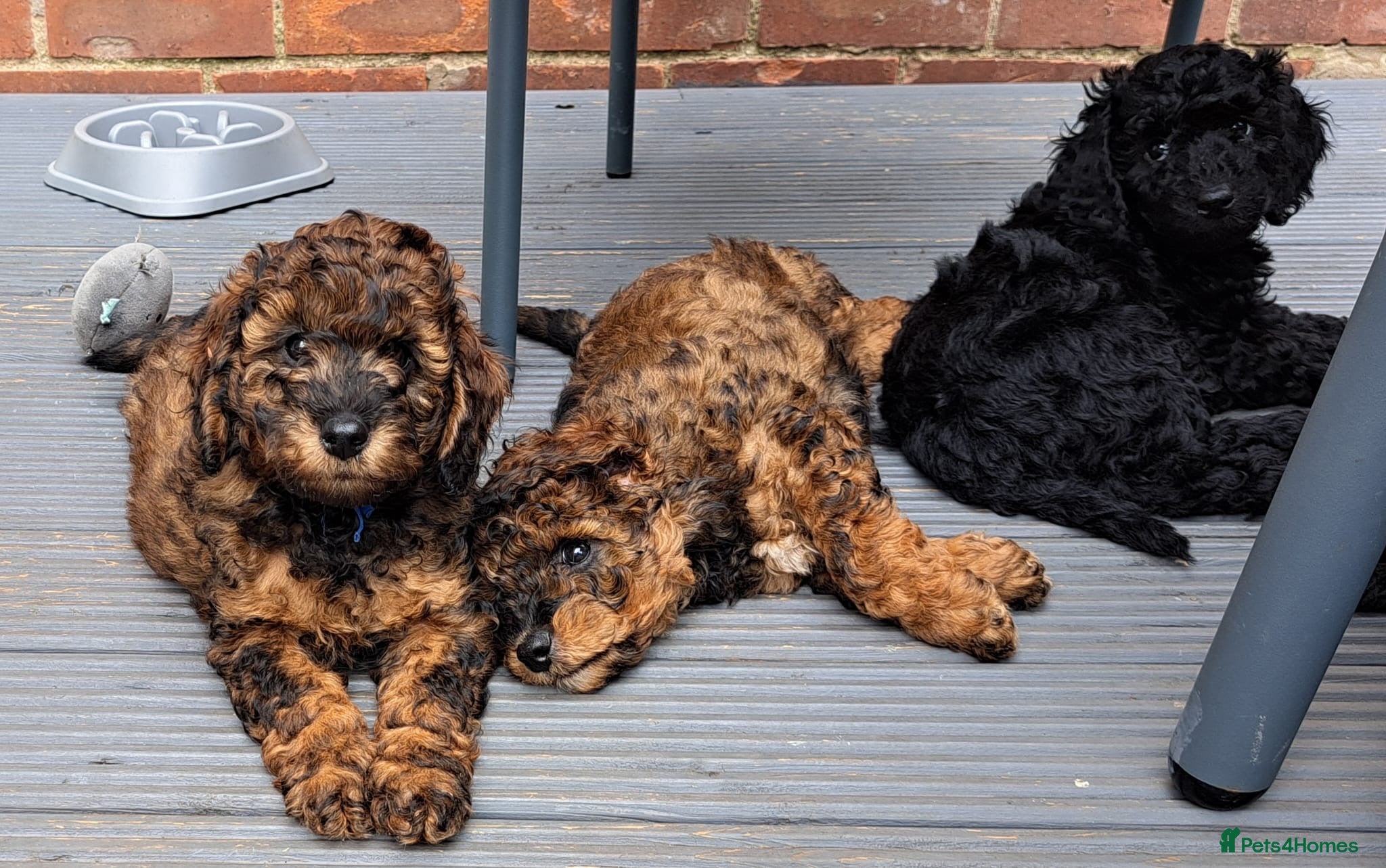 Cockapoo dogs Cockapoo  - Advert 9
