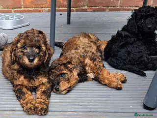 Cockapoo dogs Cockapoo - Advert 9
