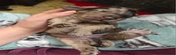Cockapoo dogs for sale: Multigen Chocolate Merle Cockapoo Puppies - Advert 23