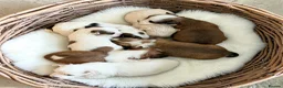 Havanese dogs for sale: Pure KC Havanese from 5 star licensed breeder  - Advert 1