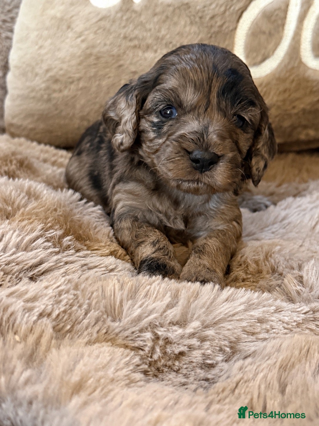 Cavapoo dogs Stunning coloured F1 Cavapoo’s - Advert 2