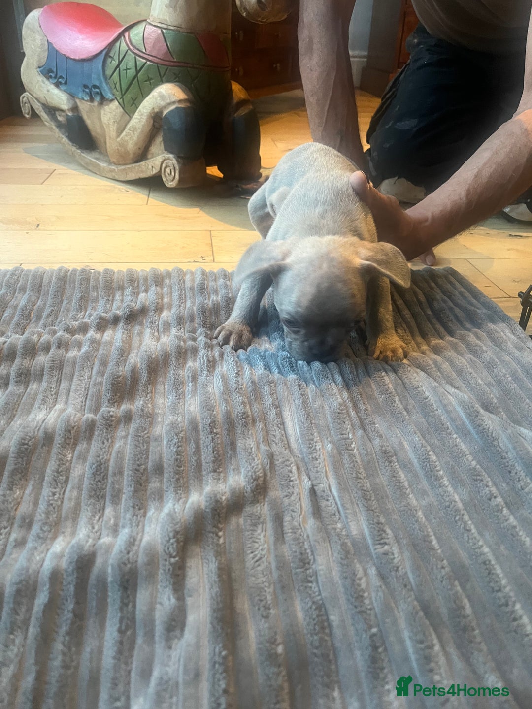 French Bulldog dogs for sale: French bull dog puppies  - Image 5