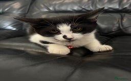 Domestic Shorthair cats for sale: Kitten for sale  - Image 2