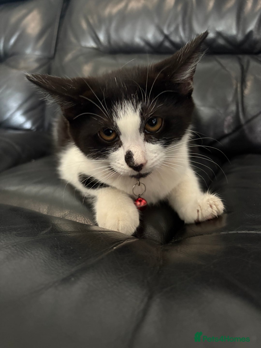 Domestic Shorthair cats for sale: Kitten for sale  - Image 2