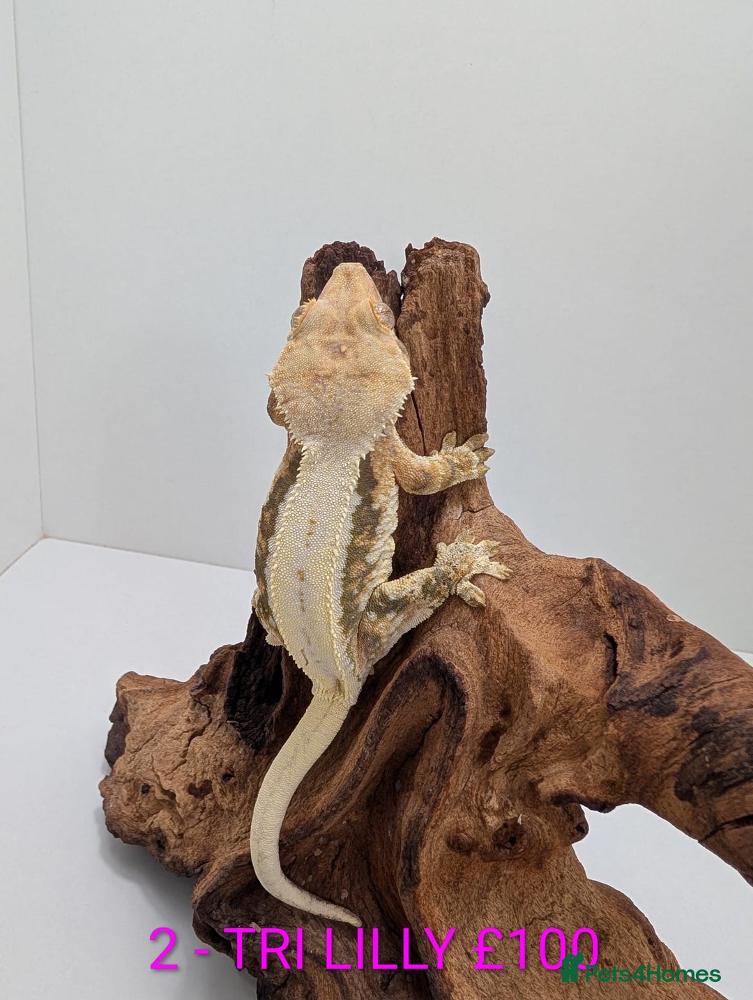 Gecko reptiles for sale: Adult Crested Geckos - Advert 3