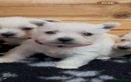 West Highland Terrier dogs for sale: Beautiful west highland terrier puppies for sale  - Image 6