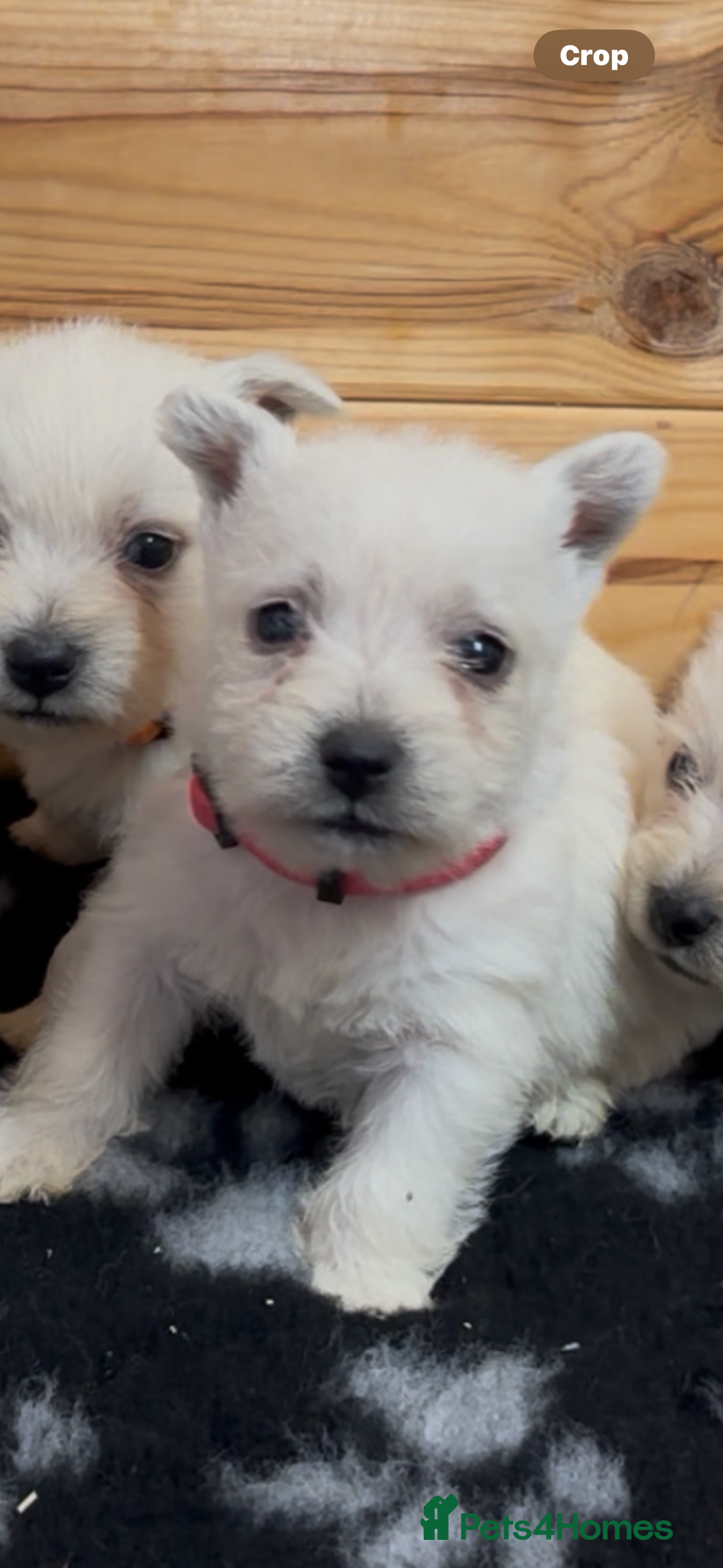 West Highland Terrier dogs for sale: Beautiful west highland terrier puppies for sale  - Image 6