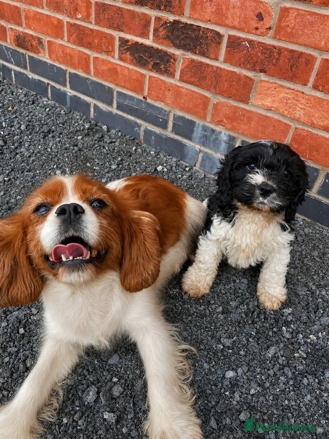 Mixed Breed dogs for sale: cavapoo puppie - Advert 2