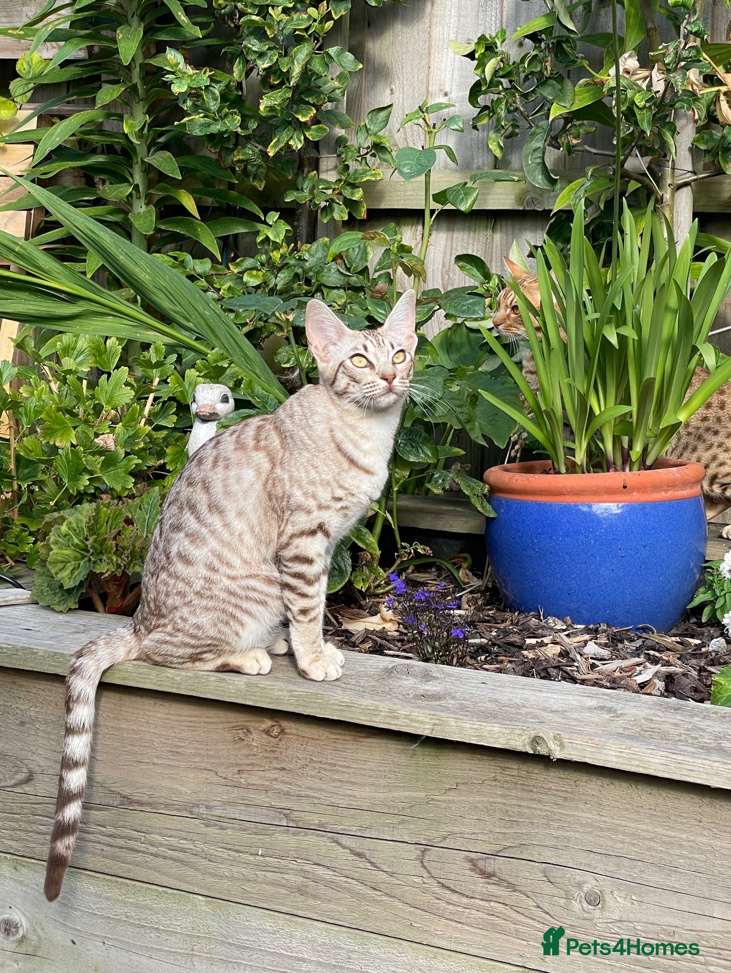 Ocicat cats for sale: Gorgeous Ocicat Fleur needs loving retirement home - Advert 1