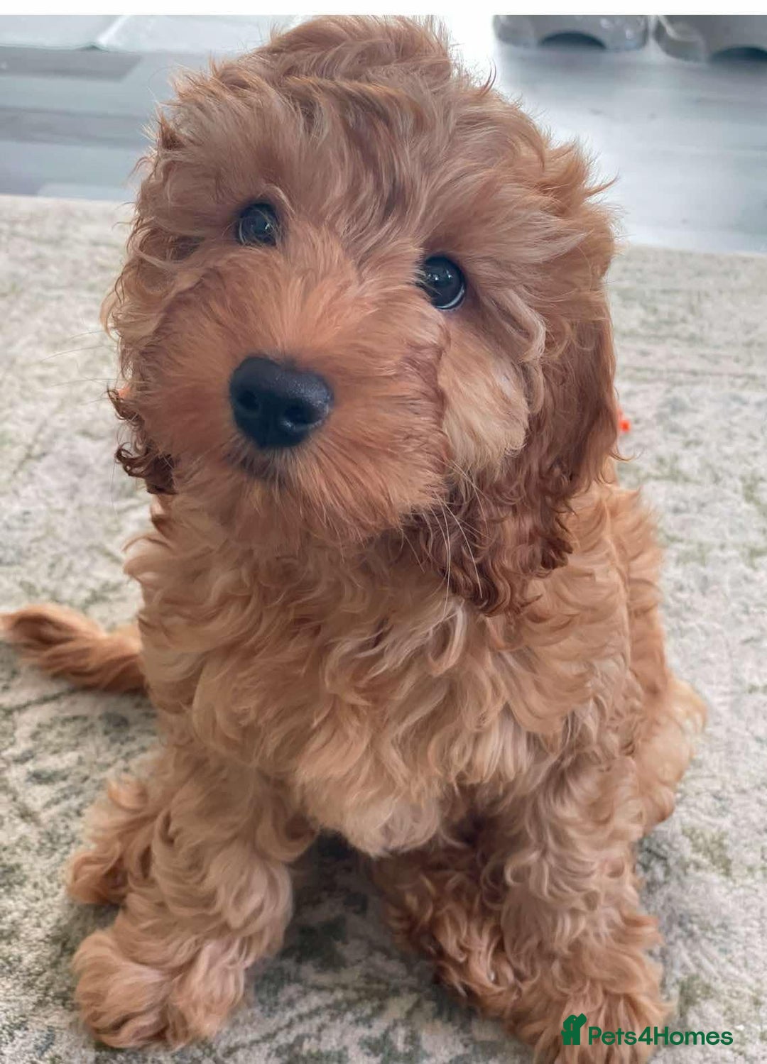 Cockapoo dogs for sale: Cockapoo F1 - Advert 1