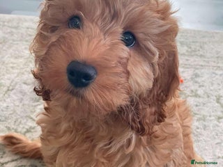 Cockapoo dogs Cockapoo F1 - Advert 1