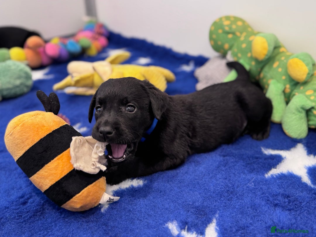 Labrador Retriever dogs for sale: Gorgeous KC Registered Labrador Retriever Puppies - Image 12