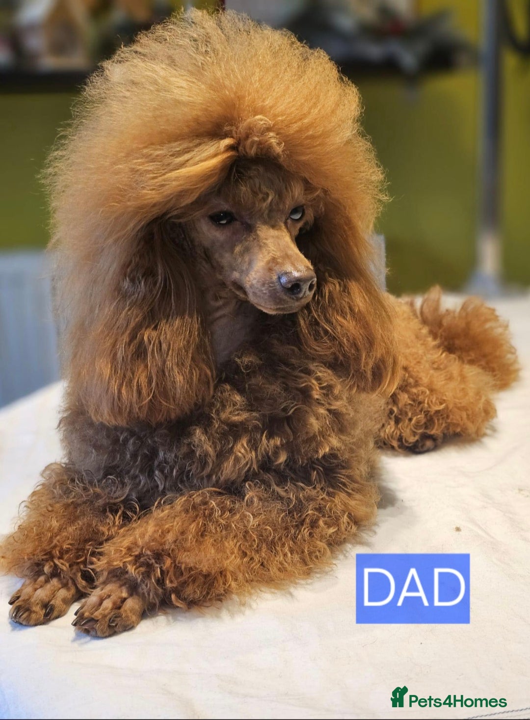 Maltipoo dogs for sale: Beautiful Toy Maltipoo Puppies   - Advert 4