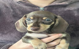 Dachshund dogs for sale: Minature Dachsund - Image 4