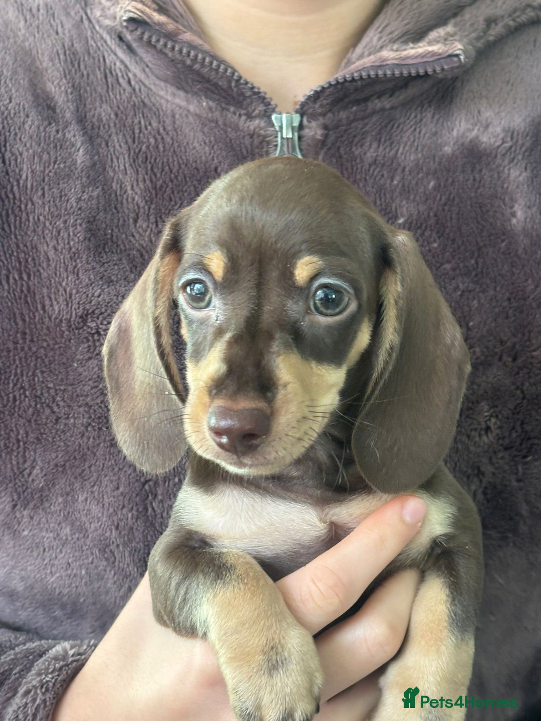 Dachshund dogs for sale: Minature Dachsund - Image 4