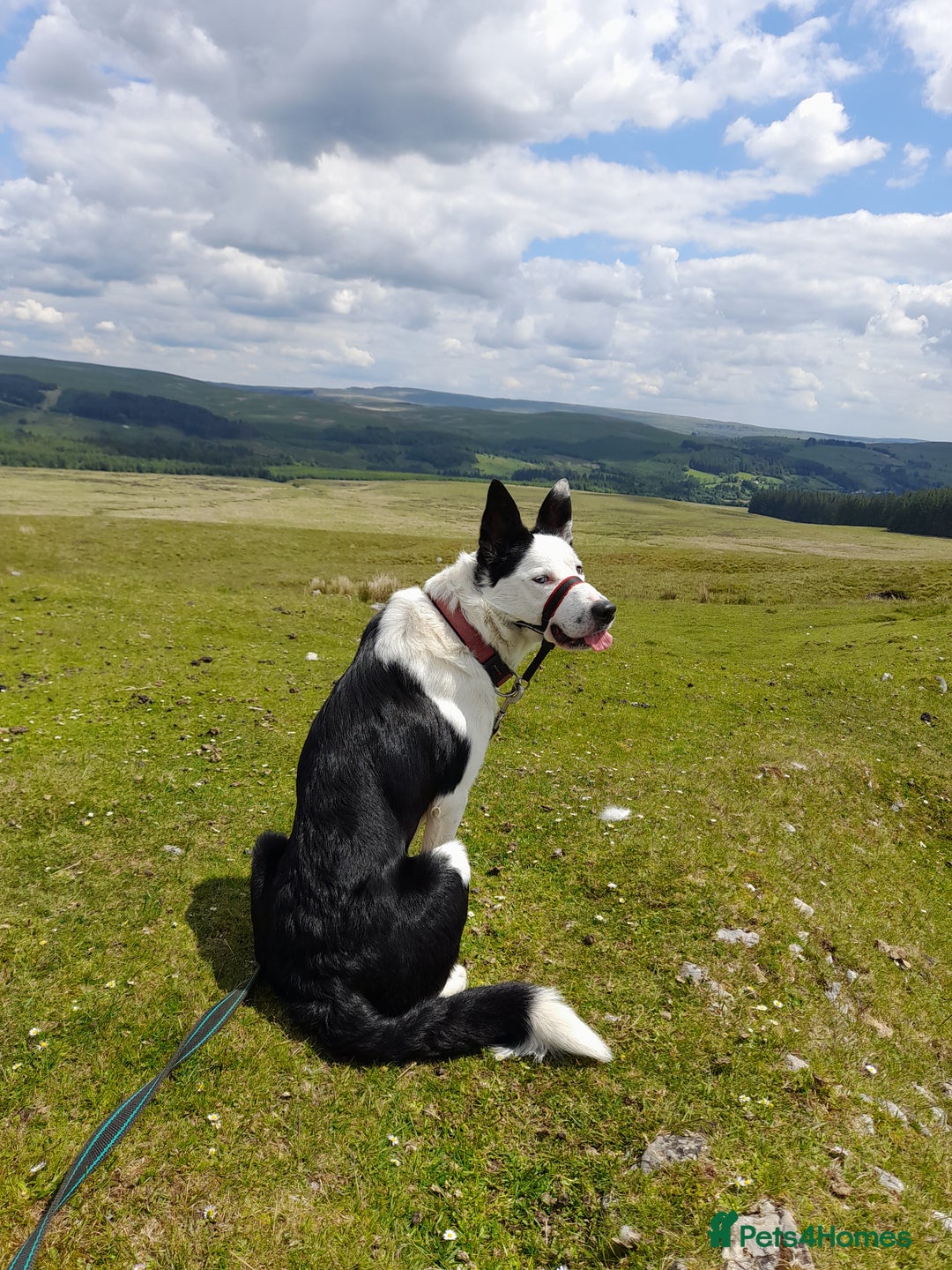 Border Collie dogs for stud: For stud only in Blackwood - Advert 13