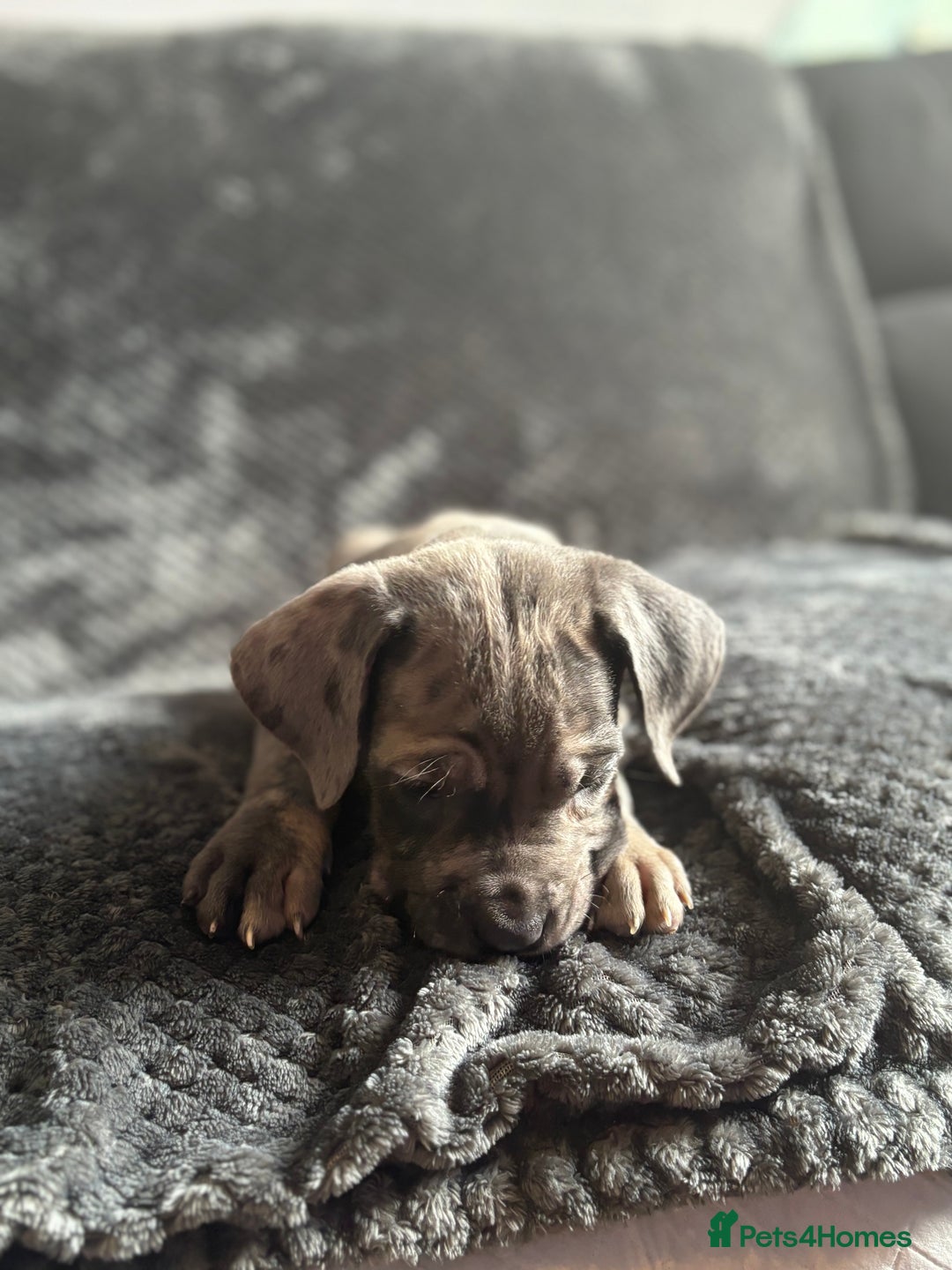 Cane Corso dogs for sale: Beautiful Cane corso Pups  - Image 8