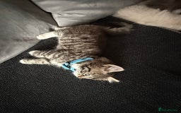 British Shorthair cats for sale: Beautiful BSH 2 male 1 female  - Image 13