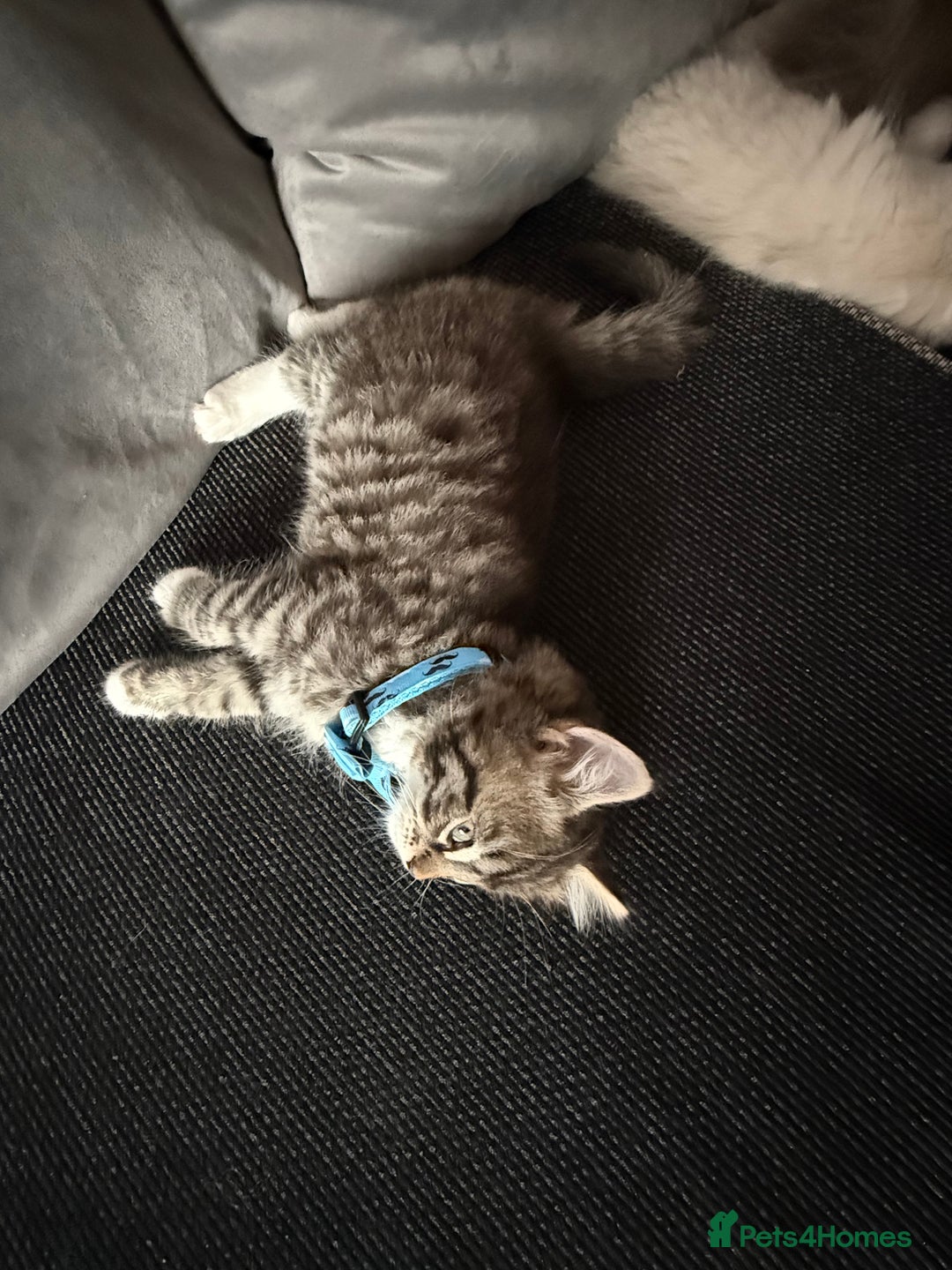 British Shorthair cats for sale: Beautiful BSH 2 male 1 female  - Image 13