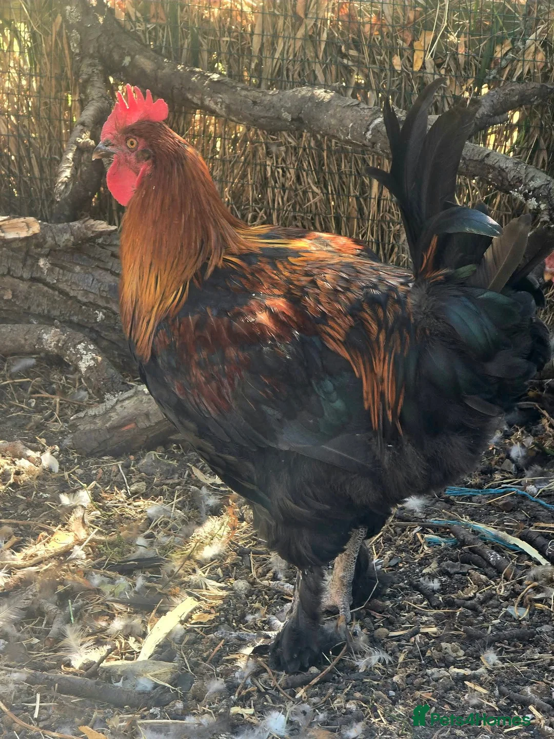 Chickens poultry for sale: 3 Cockerels – Maran, Legbar & Wyandotte – Free in Bicester - Advert 1