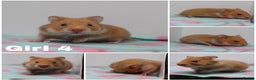 Hamster rodents for sale: Beautiful Male & Female Syrain Hamsters  - Advert 4