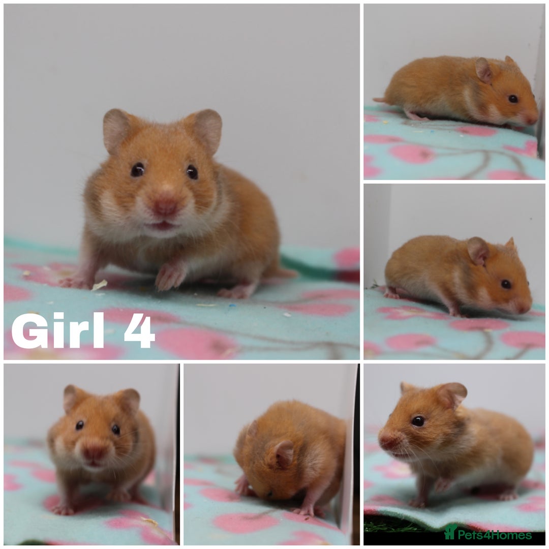Hamster rodents for sale: Beautiful Male & Female Syrain Hamsters  - Advert 4