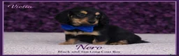 Miniature Dachshund dogs for sale: Ready now KC Miniature Dachshund Puppies - Advert 14