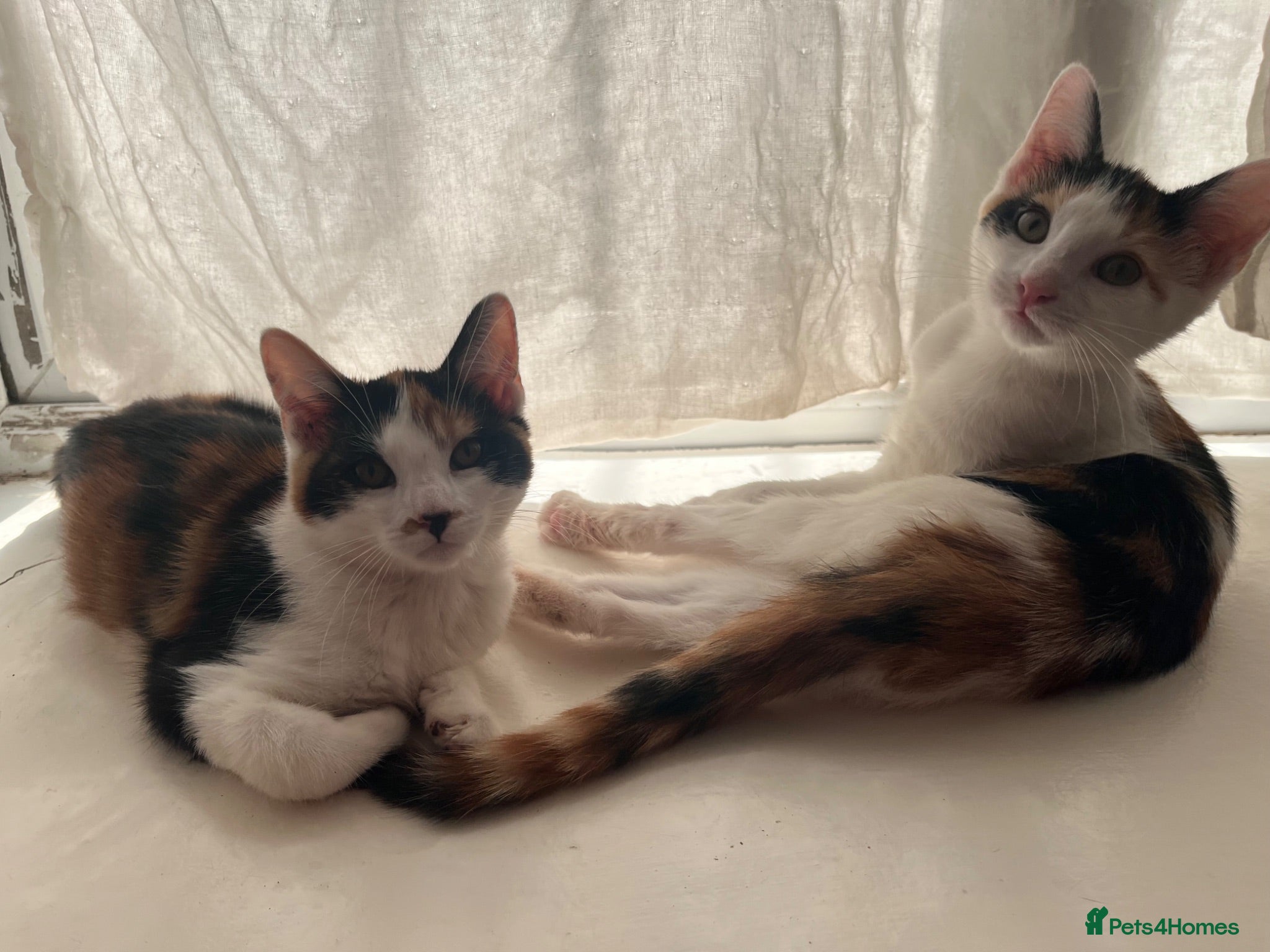 Mixed Breed cats 2 sister kittens available for forever homes - Advert 2