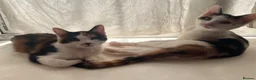 Mixed Breed cats for sale: 2 sister kittens available for forever homes - Advert 1