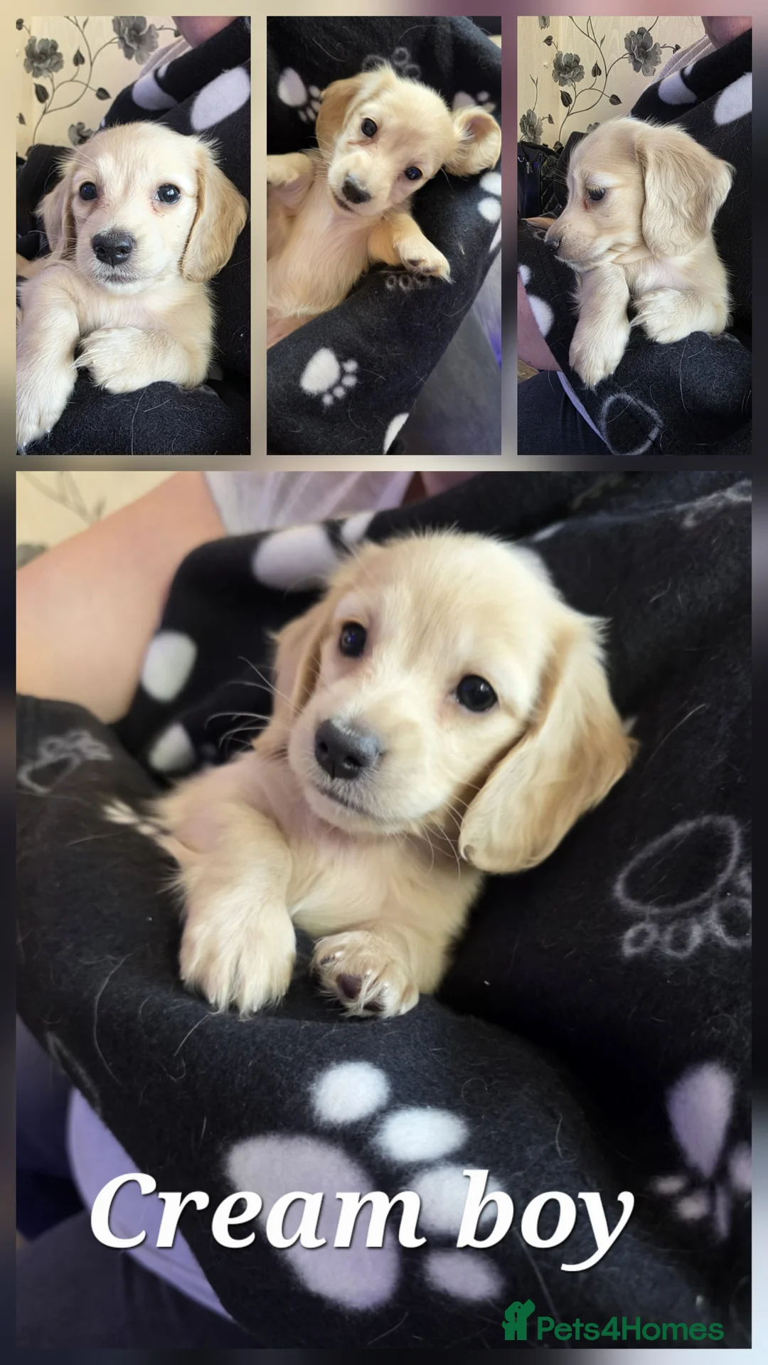 Miniature Dachshund dogs for sale: Long haired miniature Dachshund puppies - Advert 2