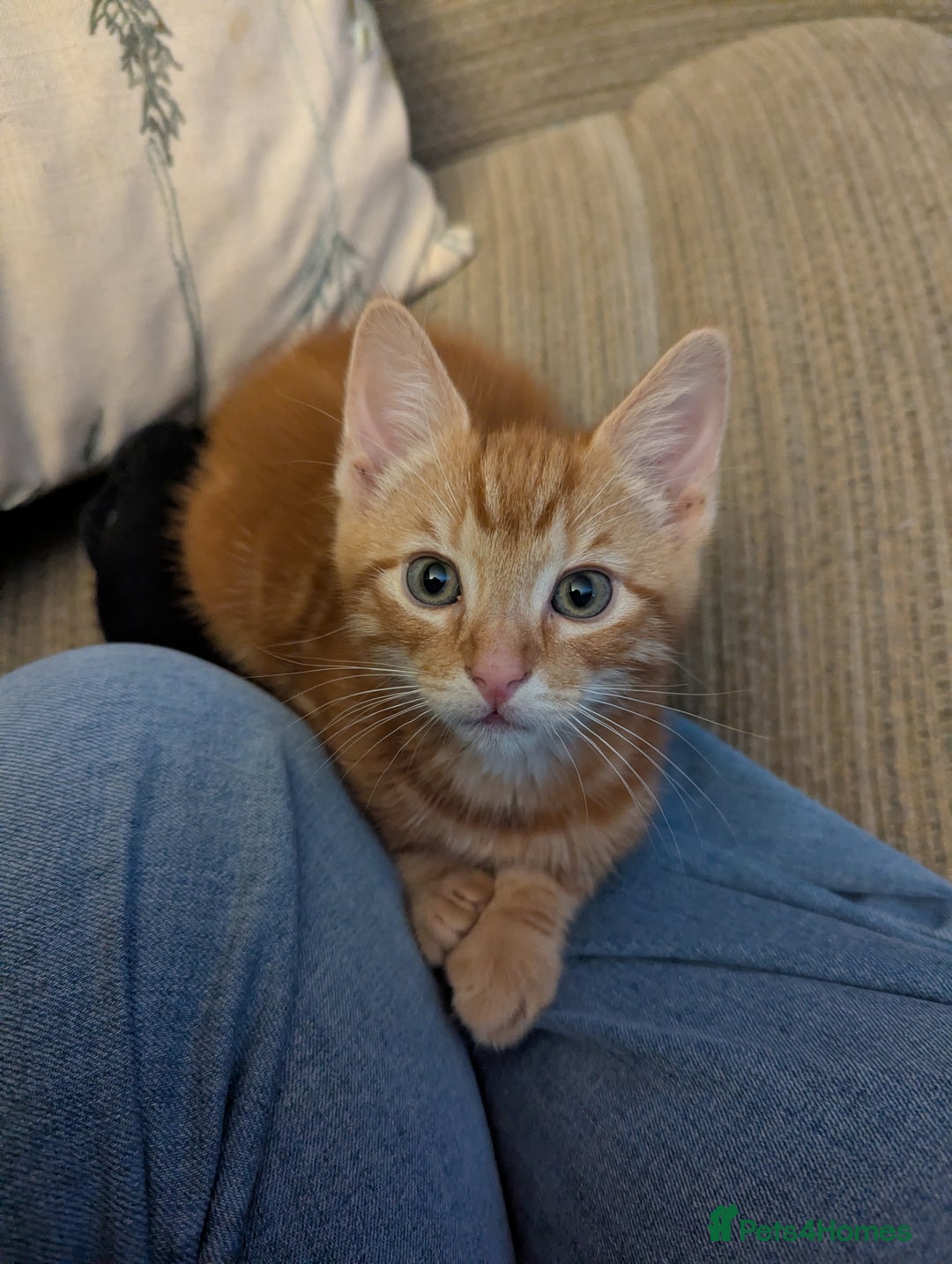 Mixed Breed cats for sale: Gorgeous ginger boys - Advert 8