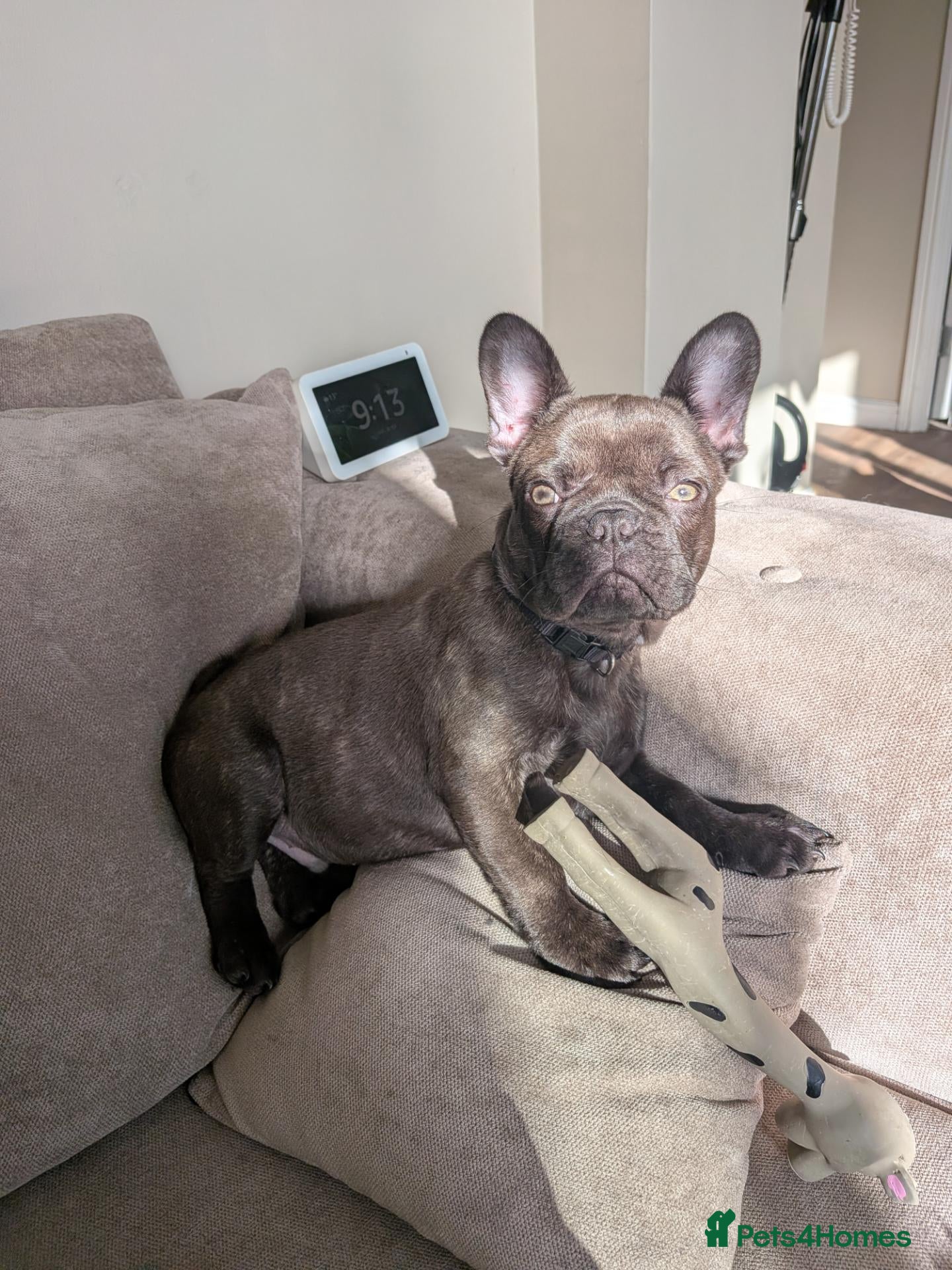French Bulldog dogs French bulldog  - Advert 15