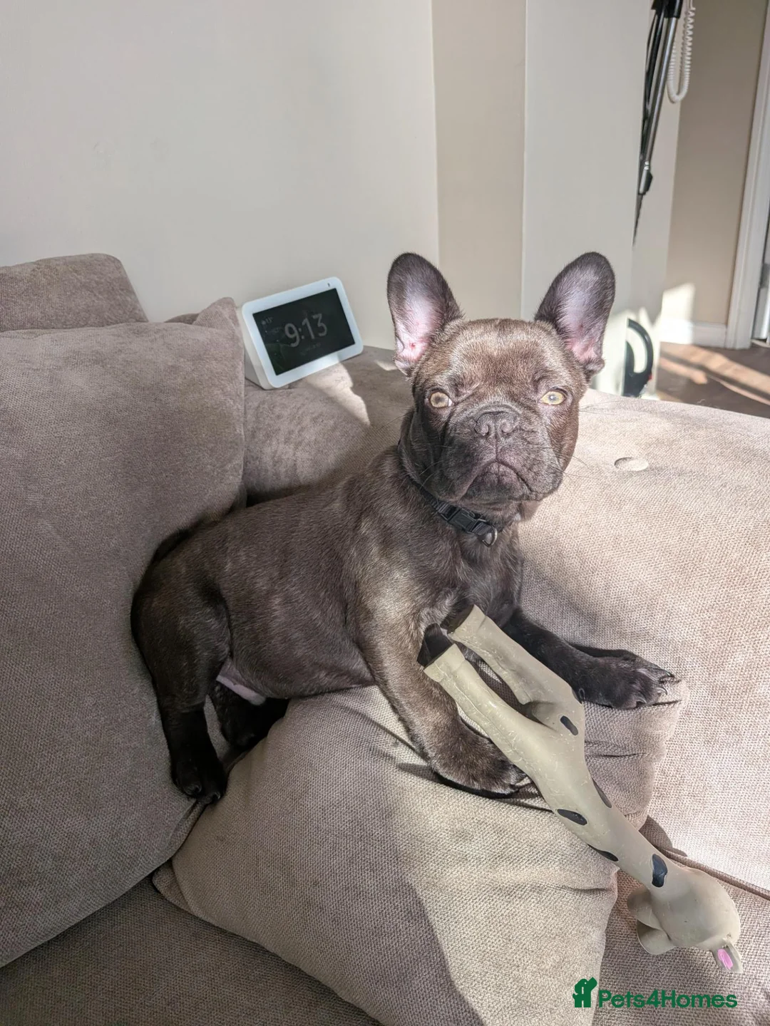French Bulldog dogs for sale: French bulldog  - Advert 1