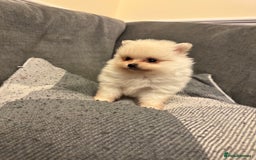 Pomeranian dogs for sale: Gorgeous Pomeranian puppies - Image 16