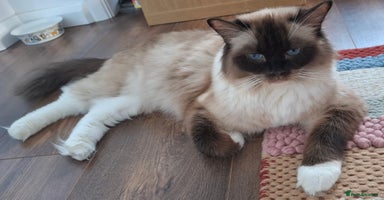 Ragdoll cats - Advert 9