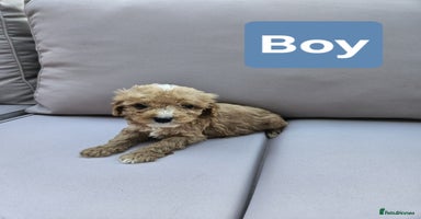 Cavapoo dogs - Advert 14