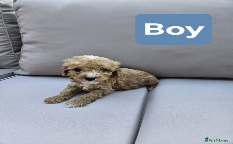 Cavapoo dogs - Advert 1