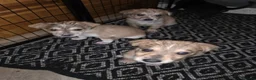 Mixed Breed dogs for sale: German Shepard x Dalmation Puppies  - Advert 11