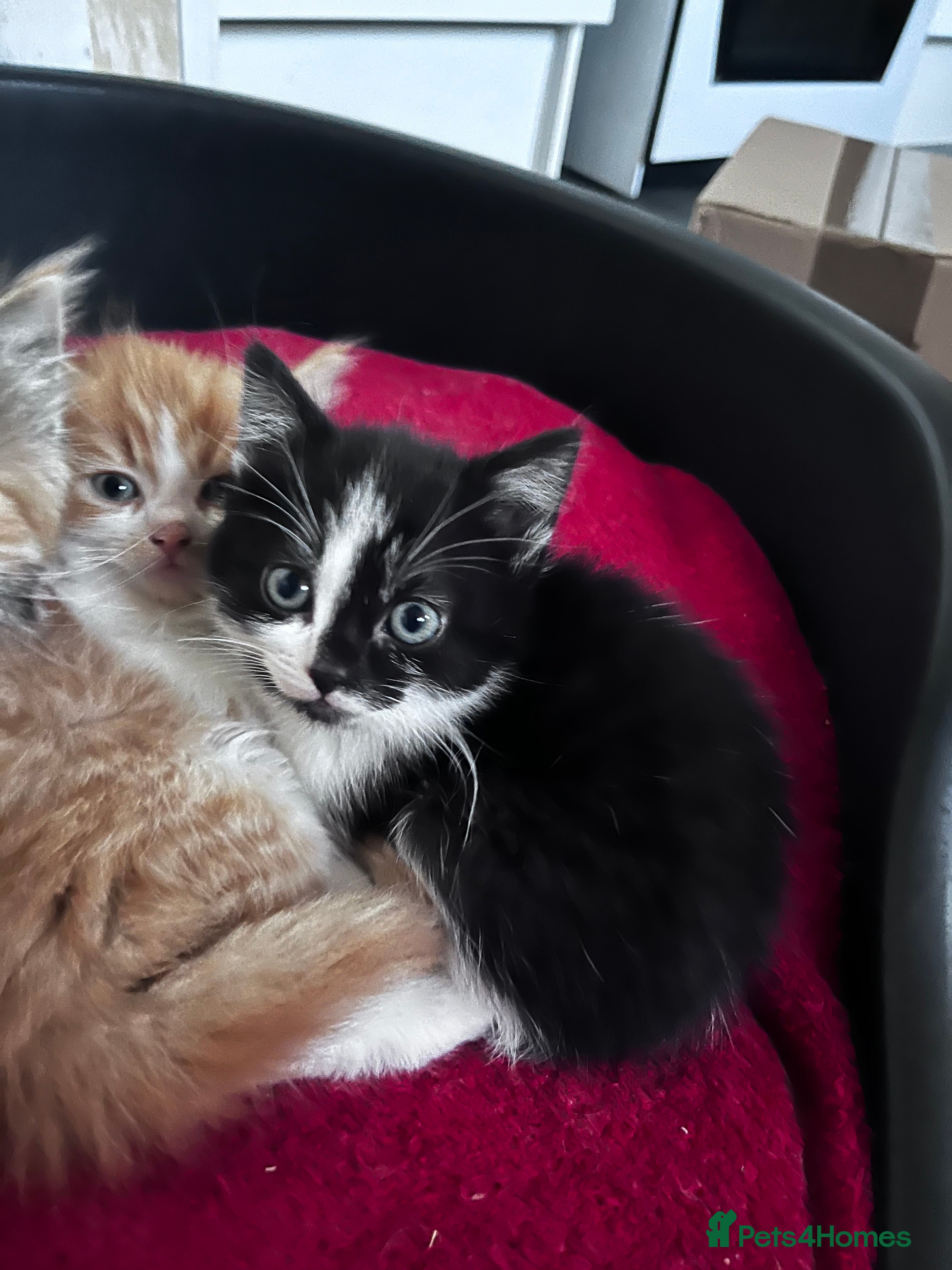Mixed Breed cats Beautiful Fluffy Kittens - Advert 6