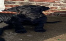 Labradoodle dogs for sale: F1 labradoodles  - Image 18