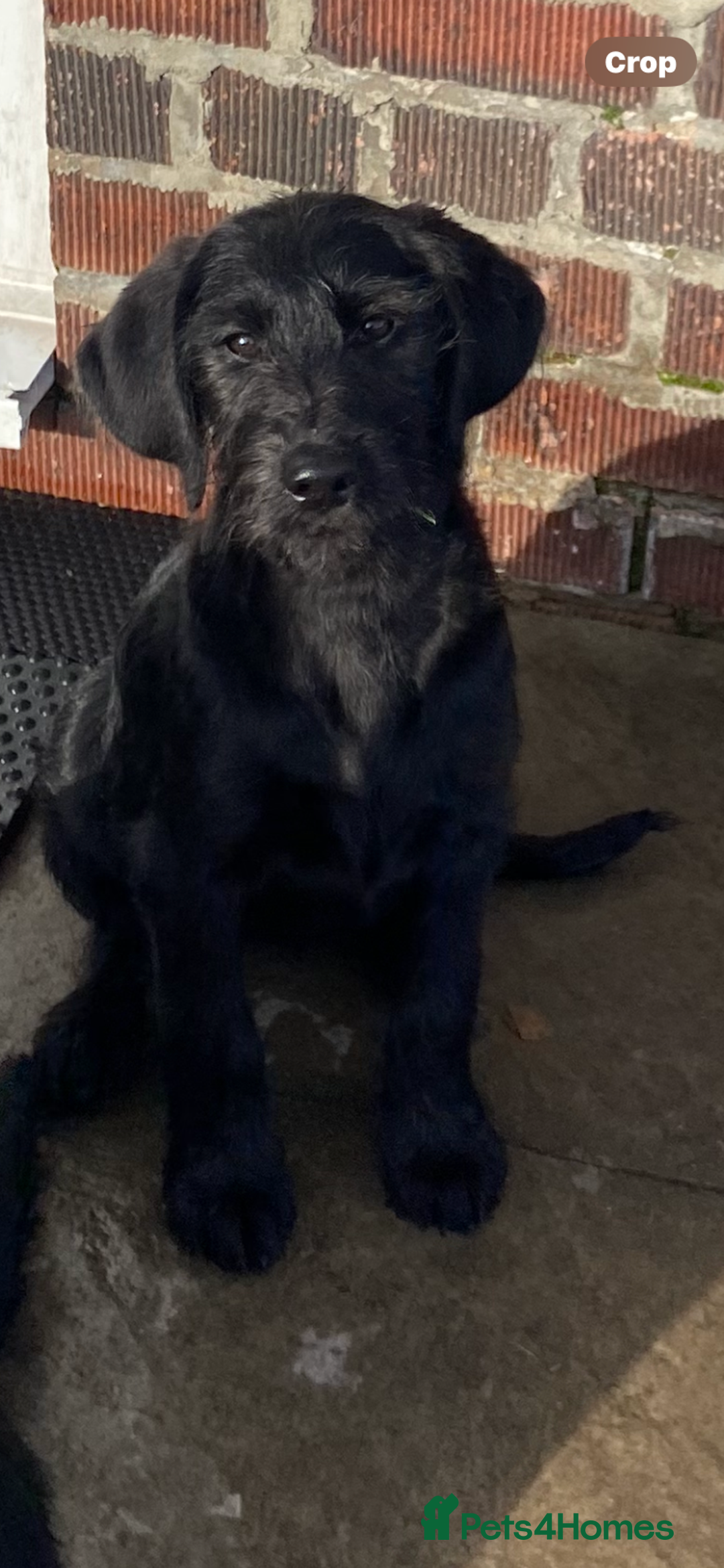 Labradoodle dogs for sale: F1 labradoodles  - Image 18