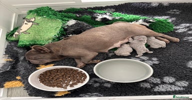 Mixed Breed dogs - Advert 4