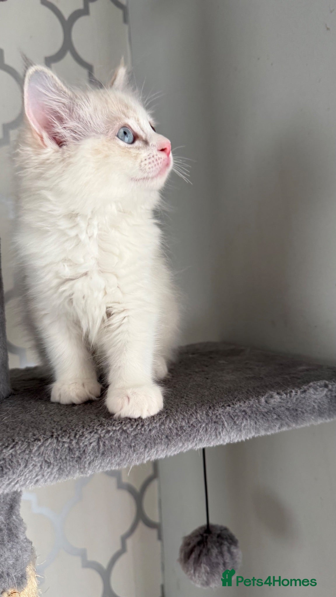 Ragdoll cats 5 males , 2 females  - Advert 2