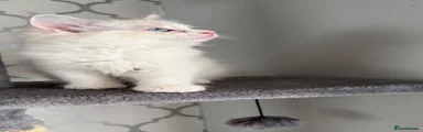 Ragdoll 1
