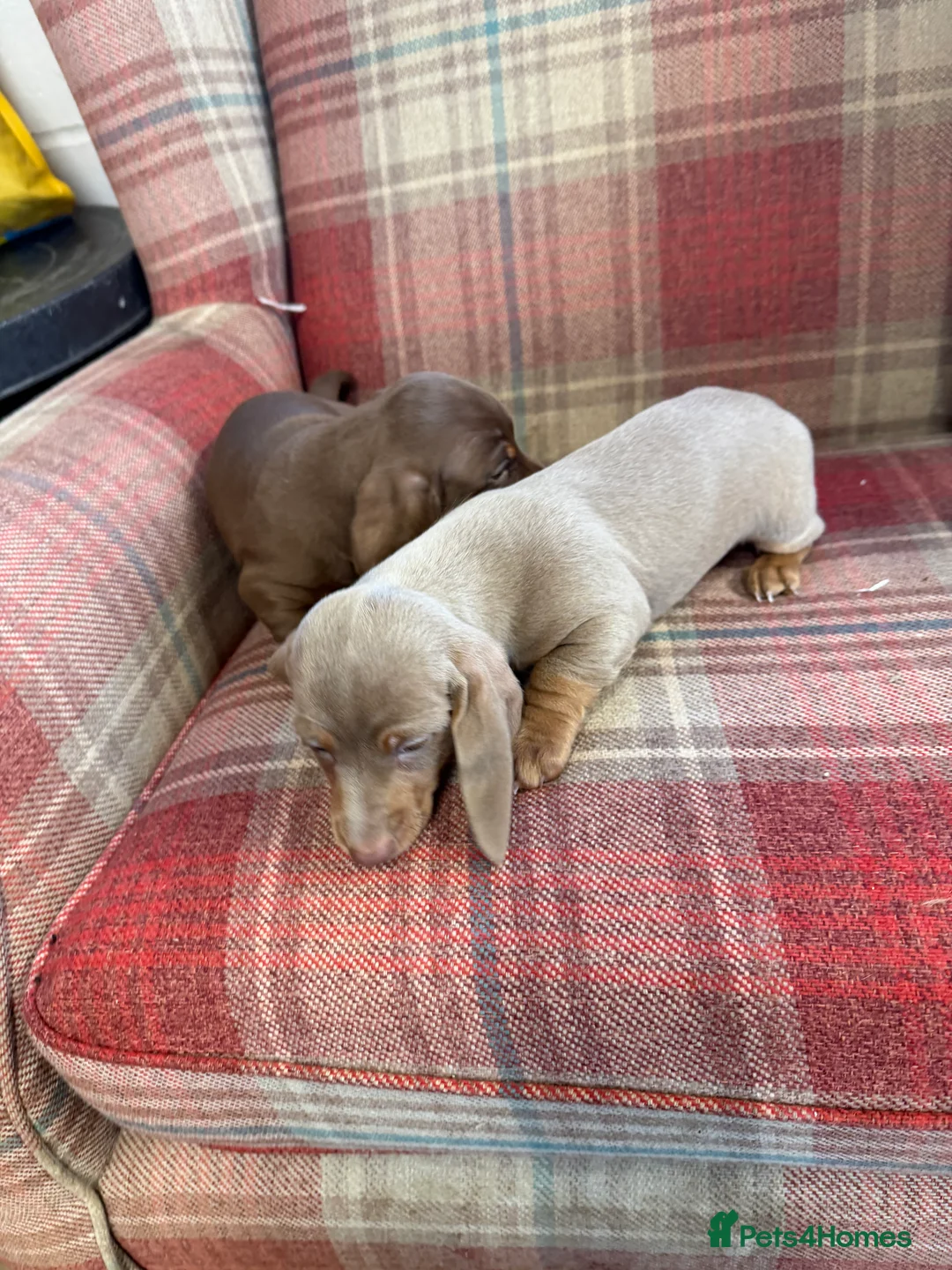 Miniature Dachshund dogs for sale: Mini dachshund 2 smooth boys available  - Advert 22