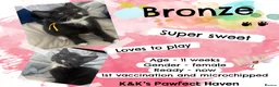 Domestic Shorthair cats for sale: Kittens & cats for adoption  - Advert 23