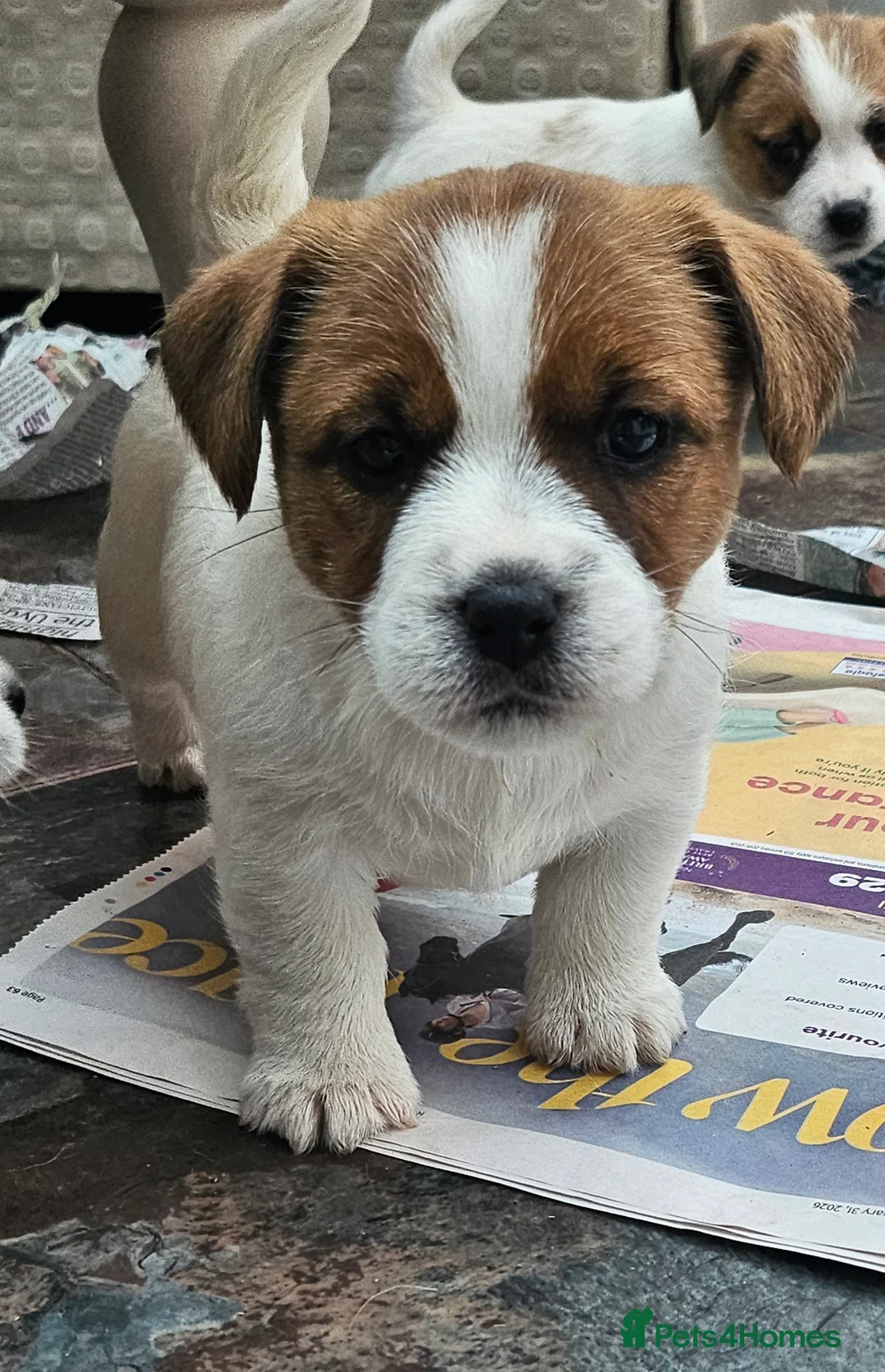 Jack Russell dogs for sale: Beautiful litter of KC registrated Jack Russells - Advert 2