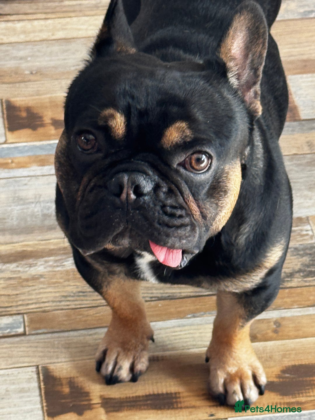French Bulldog dogs for sale: Kylo needs a new home  - Image 2